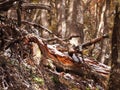 Autumn colors of the subpolar beech forests of Navarino island, Chile - the worldÃ¢â¬â¢s southernmost forests Royalty Free Stock Photo